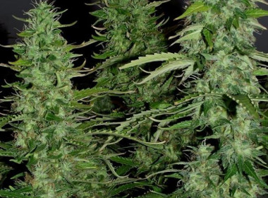 Auto White Widow Fem