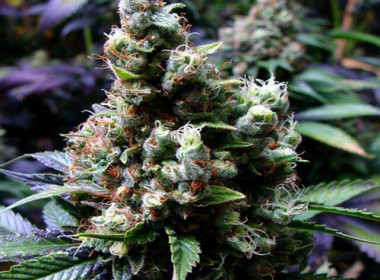 Auto NYC Diesel