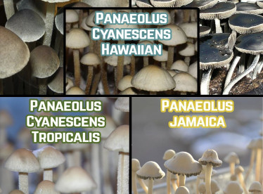 Мікс-пак Panaeolus