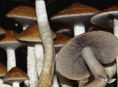 Psilocybe Cubensis Golden Teacher