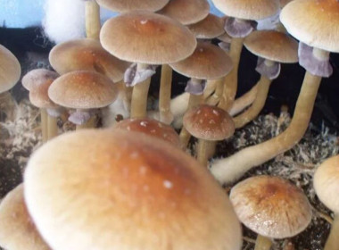 Psilocybe Cubensis Z-strain