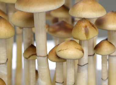 Psilocybe Cubensis Colombian Rust