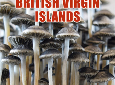 Panaeolus (Copelandia) Cyanescens British Virgin Islands (BVI)