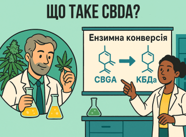 CBDa vs CBD: полное сравнение, действие, эффекты и научные факты