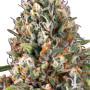 Candy Kush (Фемінізоване насіння) Reg 3