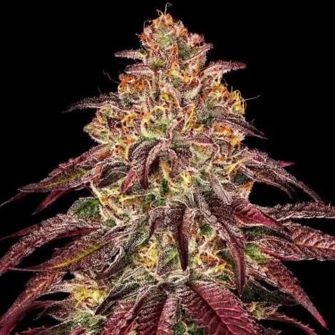 Auto Mimosa Orange Punch
