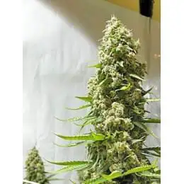 White Panther (White Smurf)