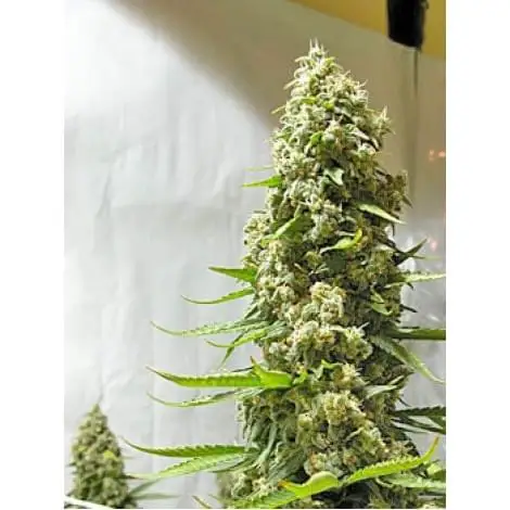 White Panther (White Smurf)