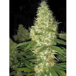 Fruity Thai 