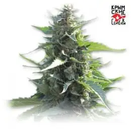 White Krim Widow
