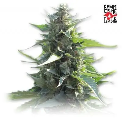 White Krim Widow