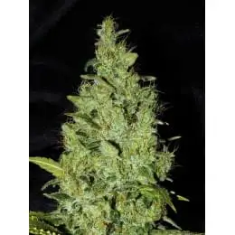 AK-47 AutoFem