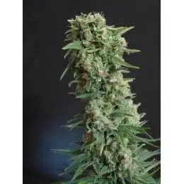 AK-47 Fem