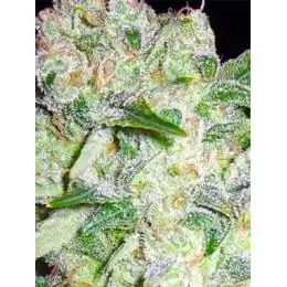 AK-49