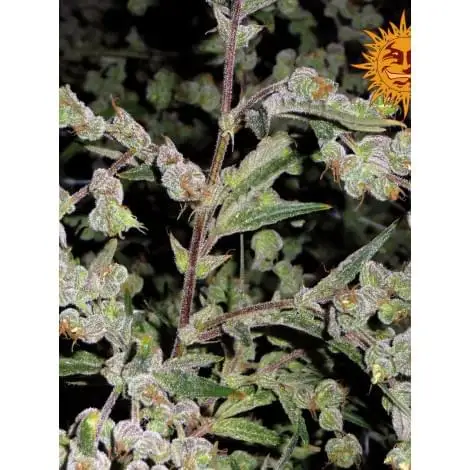 Dr.Grinspoon