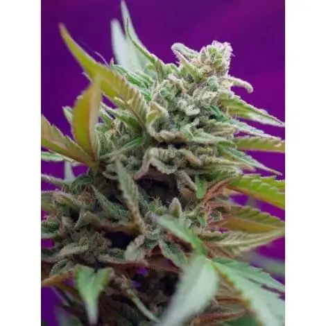 Black Jack Auto (3G)