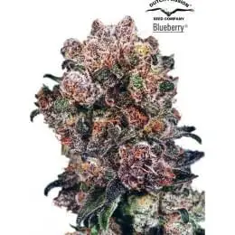 Blueberry Fem