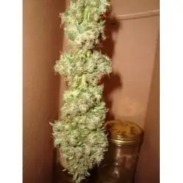 Bubblelicious