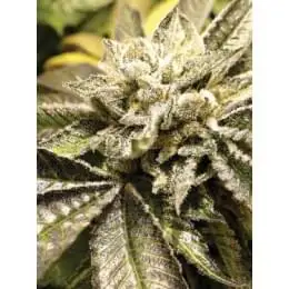 Canadian Kush