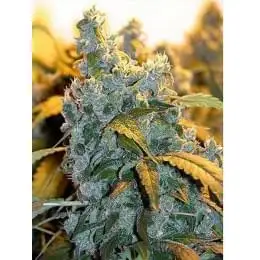 Chronic Ryder Auto