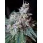 Cream Caramel Fem 3