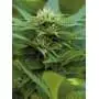 Vanilla Kush 4