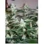 Vanilla Kush 3