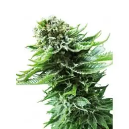 Northern Lights Automatic