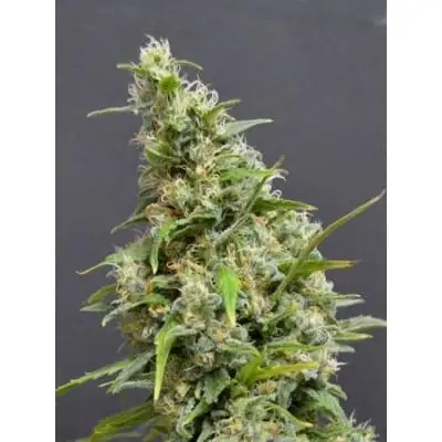 Northern Lights Auto