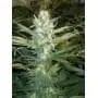 Original Skunk №1 2