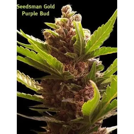 Purple Bud 