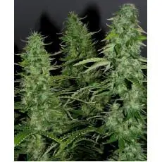 Auto White Widow Fem