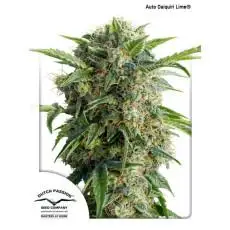 Auto Daiquiri Lime