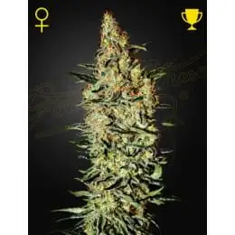 Neville's Haze от Green House Seeds