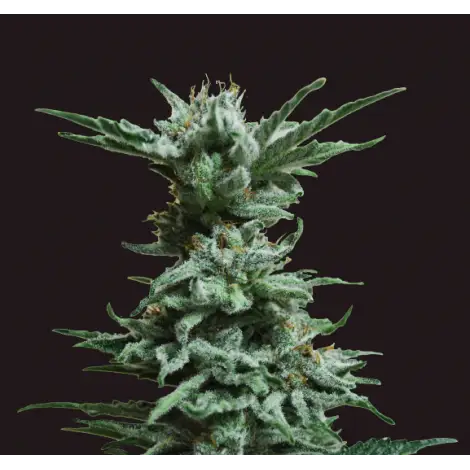 A.K. Skunk Fem