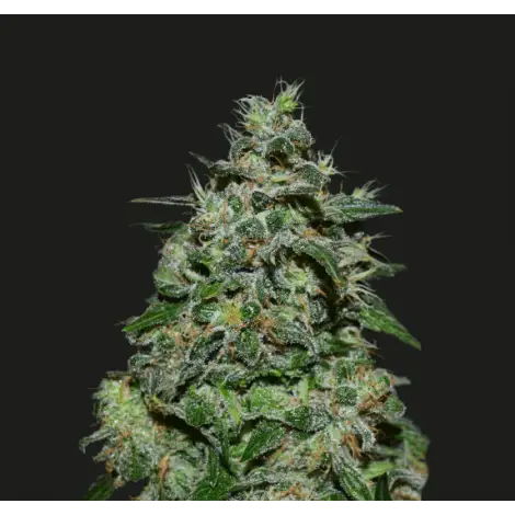 AK Kush Express