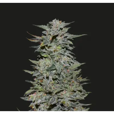Boy Scout Cookies