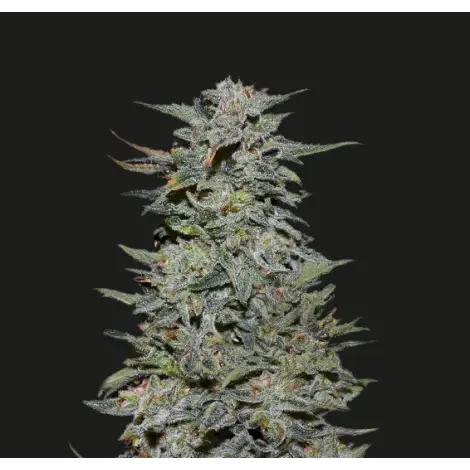 Boy Scout Cookies