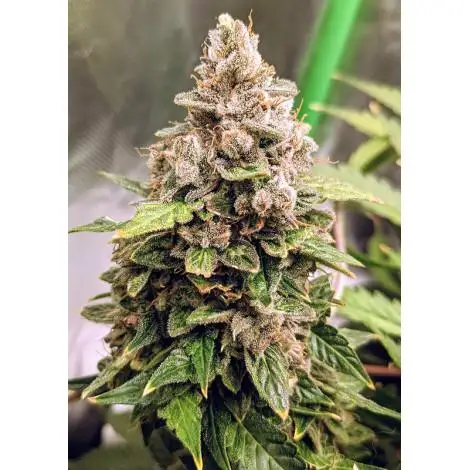 Auto Euphoria Fem