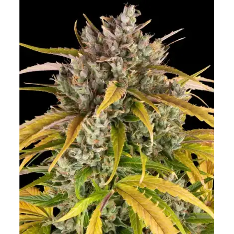 Auto LSD Fem