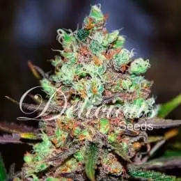 Cotton Candy