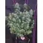 Tangie'Matic Auto (Tangie Auto) 2