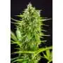 Tangie'Matic Auto (Tangie Auto) 3
