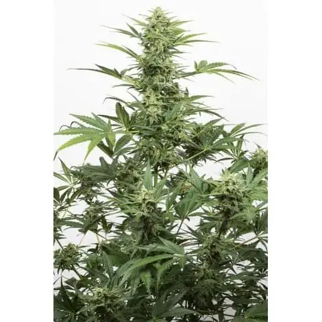 Industrial Plant Auto CBD