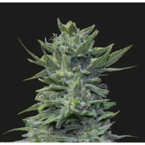 Lavender Cream