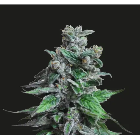 Moscow Blueberry Fem