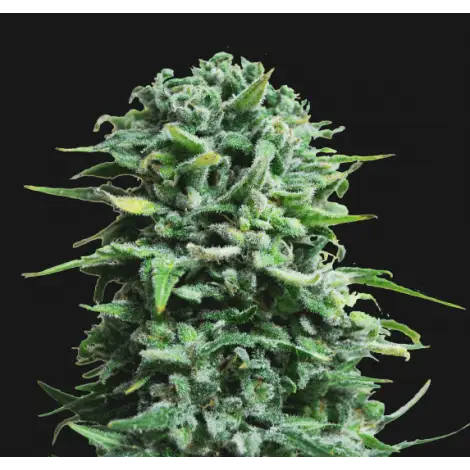 Siberian Haze Auto