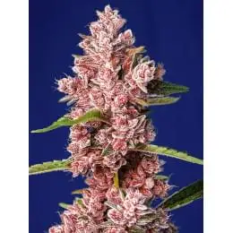 Tropicanna Poison F1 FAST