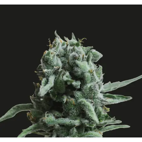 White Widow 47 Fem