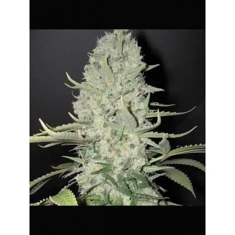 White Widow x Big Bud (WW BB)